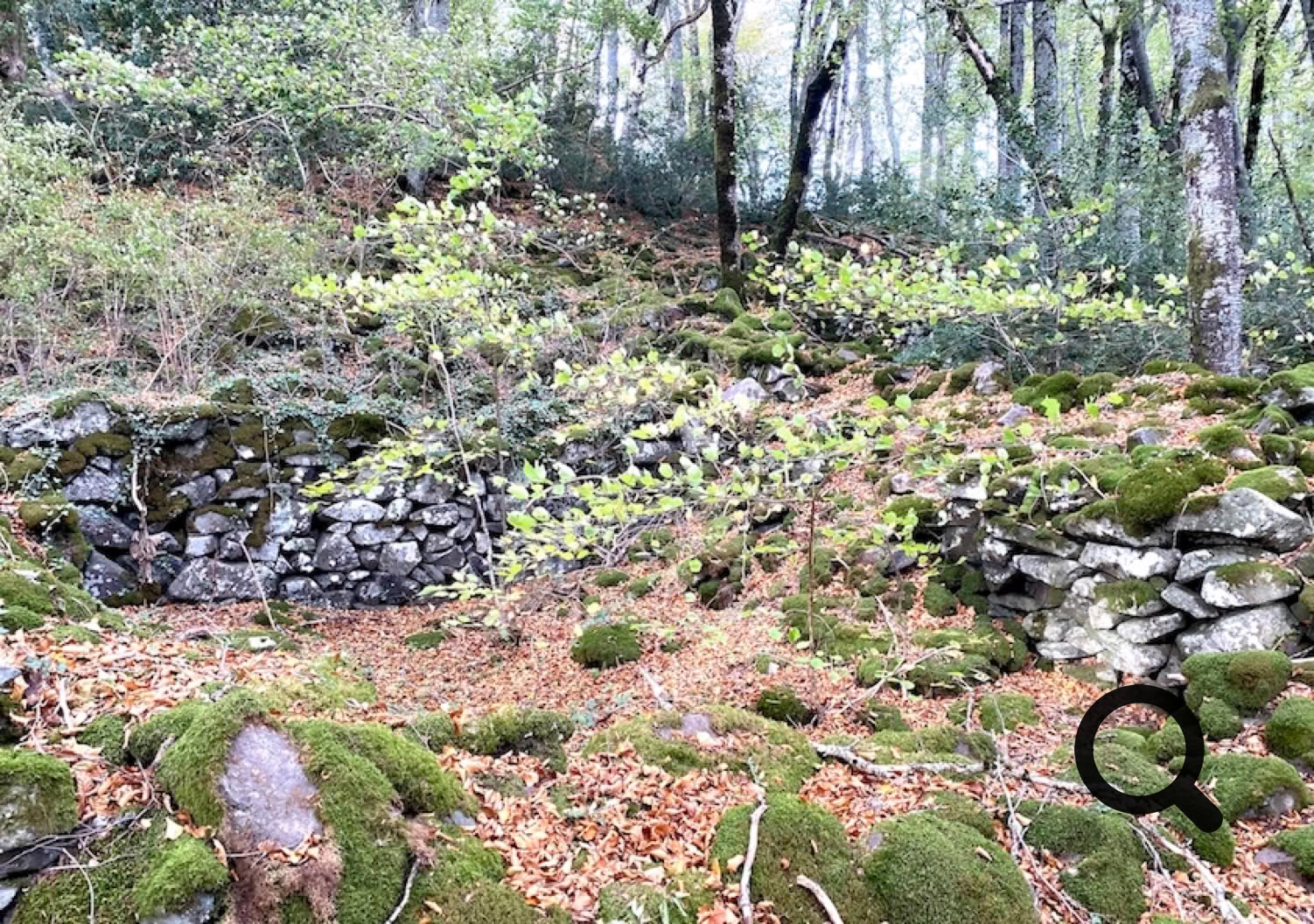 Mur de pierres recouvert de mousse dans une forêt avec des arbres et des feuilles au sol.