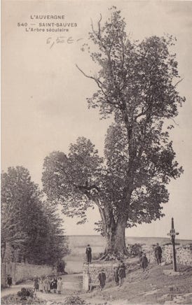 L'arbre séculaire
