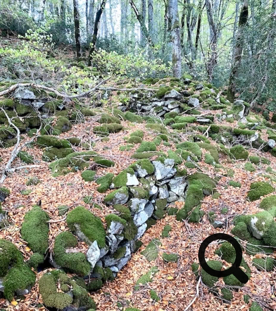 Murs de pierres recouverts de mousse dans une forêt avec des feuilles au sol.