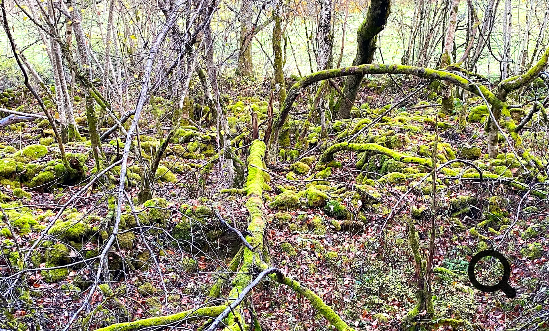 Forêt avec des arbres et branches recouverts de mousse verte.