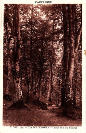 Sous-bois du Charlet 